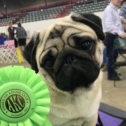 Lilibeth - Pug