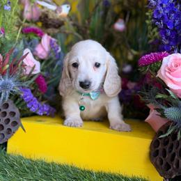 Mark - Cream male Dachshund puppy in Wills Point, Texas from Duck Creek Farm