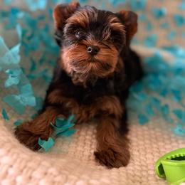 Logan (wolverine ) - Black and gold male Yorkshire Terrier puppy in Daggett, Michigan from Hetzel’s Enchanted Yorkies (Michigan)