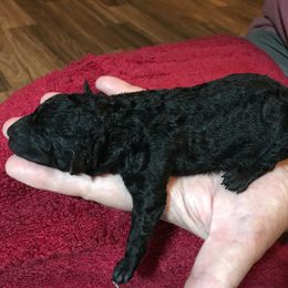 Boy 5 - Mudi puppy in Raeford, North Carolina from Wodan Kennels