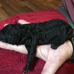 Boy 5 - Mudi puppy in Raeford, North Carolina from Wodan Kennels