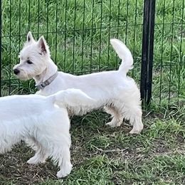 West Highland White Terrier Puppies from Ravens Nest Westies