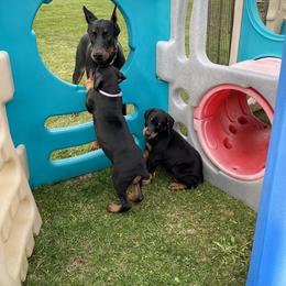 Doberman Pinscher Puppies from Jensen Dobermans
