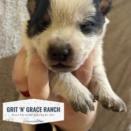 Boy 3 - male Australian Cattle Dog puppy in Atwood, Kansas from Grit ‘n’ Grace Ranch