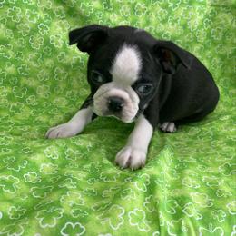 Gabe - Black brindle and white male Boston Terrier puppy in Fillmore, Illinois from Wind Hill Puppies