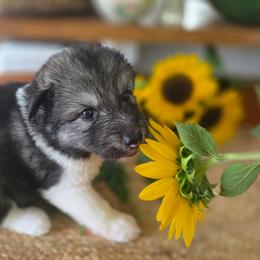 Female 1 - female Native American Indian Dog puppy in Green Creek, North Carolina from NAID Preservation Project: Corn Moon Medicine Dogs