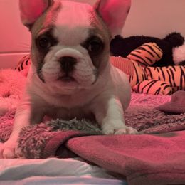 French Bulldog Puppies from Pawcific Coast Bullies