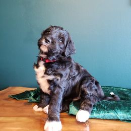 Bernedoodle Puppies from Badlands Bernedoodles