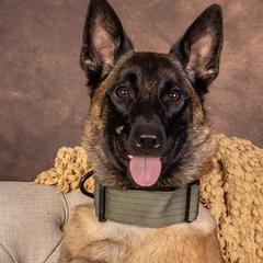 Belgian Malinois from Blue Ridge Malinois