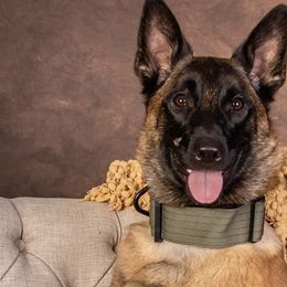 Belgian Malinois from Blue Ridge Malinois