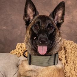 Belgian Malinois from Blue Ridge Malinois