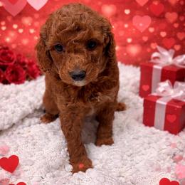 Ron Weasley - Apricot male Poodle puppy in Godley, Texas from Godley Designer Doodles