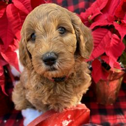 Girl 2 Red - Goldendoodle puppy from ADreamcatchers Doodles