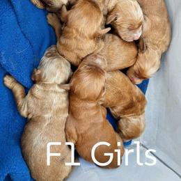 Girl 4 - Red  male Goldendoodle puppy in Silverton, Oregon from Rambler Goldens