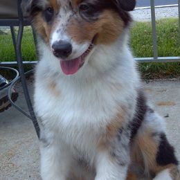 Miniature American Shepherds and Miniature Australian Shepherds from DreamCatcher Miniature American Shepherds