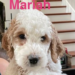 Mariah - Parti female Springerdoodle puppy in Murrells Inlet, South Carolina from SpringerDoodles at the Beach