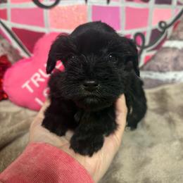 Rocco - Black male Miniature Schnauzer puppy in Lufkin, Texas from C&K’s Schnauzer House