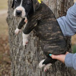 Girl 3 - Brindle Great Dane puppy in Augusta, Georgia from Gentry Farm Danes
