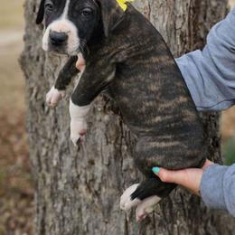 Girl 3 - Brindle Great Dane puppy in Augusta, Georgia from Gentry Farm Danes