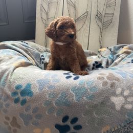 Goldendoodle Puppies from Daisy’s Doodles