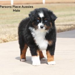 Handsome - Black tri male Toy Australian Shepherd puppy in Chandler, Oklahoma from Parsons Place Aussies