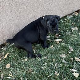 Vixen - Black female Cane Corso puppy in Utah from 3Lake Kennelz
