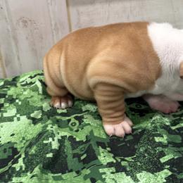 Bulldog Puppies from Bulldog's 4 Brothers
