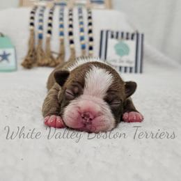 Butterbean - Red male Boston Terrier puppy in Mulberry, Arkansas from White Valley Boston Terriers