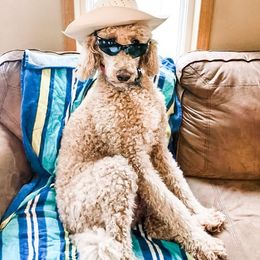 Goldendoodles and Golden Retrievers from Hilltop Homestead Doodles