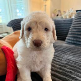 Meg - Cream female Goldendoodle puppy in Pensacola, Florida from Goldendoodles Love You in Pensacola Friend Edition