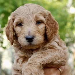 Goldendoodles from Amberdoodles