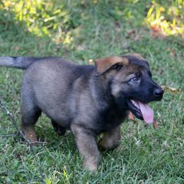Perun - Sable male German Shepherd puppy in Cumming, Georgia from Cainedelup