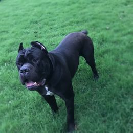 Glory - Cane Corso