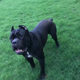 Glory - Cane Corso