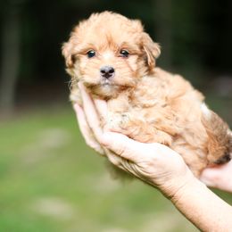 Aussiedoodle Puppies from Mae Blossom Puppies