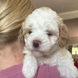 Georgie - White female Cavapoo puppy in Michigan from Cavalier Girls