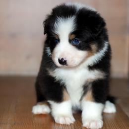 Wishbone - Black tri-color male Australian Shepherd puppy in Belton, Texas from Brilliant Beautiful Australian Shepherds