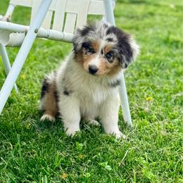 Rose - Blue merle female Australian Shepherd puppy in Ashland, Ohio from SS Australian Shepherds
