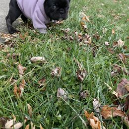 French Bulldog Puppies from Gotts Frenchies