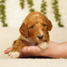 Bailey - Red  female Goldendoodle puppy in Spokane, Washington from Puppy Love