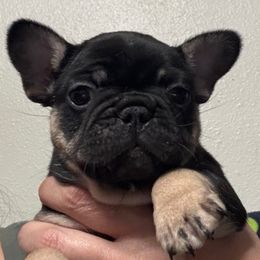 Rizzo - Black and tan female French Bulldog puppy in Greenville, Texas from Lisa's French Bulldogs