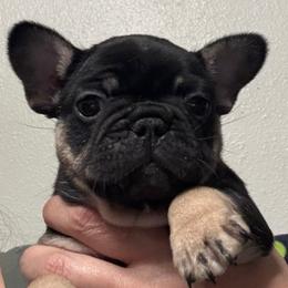 Rizzo - Black and tan female French Bulldog puppy in Greenville, Texas from Lisa's French Bulldogs