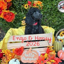 Red - Blue male Poodle puppy in Tullahoma, Tennessee from Urban Hero Poodles