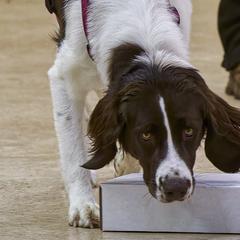 Drentsche Patrijshonds from Good Omens Drents