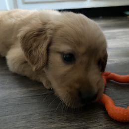 Golden Retriever Puppies from Hearth & Homestead