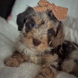 TRUFFLES - Brown merle female Aussiedoodle puppy in Houston, Texas from Jomelkin Furry Pals