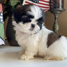 Boy 1 - Tricolor male Shih Tzu puppy in Troy, Michigan from "Shihtzu Best Friend"