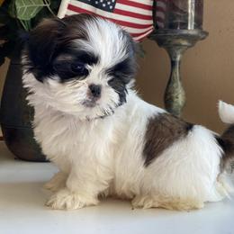 Boy 1 - Tricolor male Shih Tzu puppy in Troy, Michigan from "Shihtzu Best Friend"