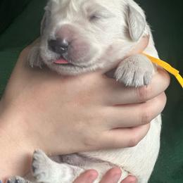 Boy pick 1 - Light golden male Golden Retriever puppy in Waterford, Pennsylvania from Living on Faiths Golden Retrievers