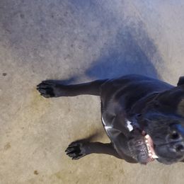 Gisele - Cane Corso